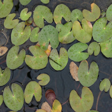 marshwort