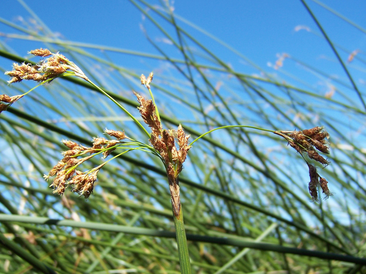 Californian bulrush