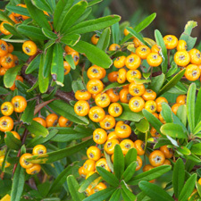 Firethorn