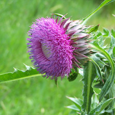 Nodding Thistle