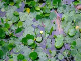 water poppy in water