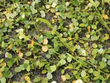 water poppy