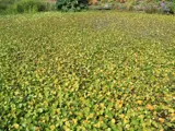 water poppy