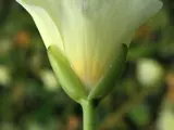 water poppy close up