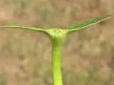 water poppy stalk
