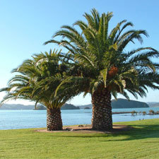Phoenix palm