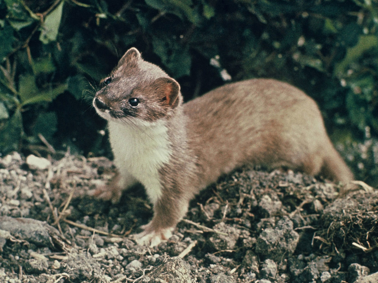 Stoats