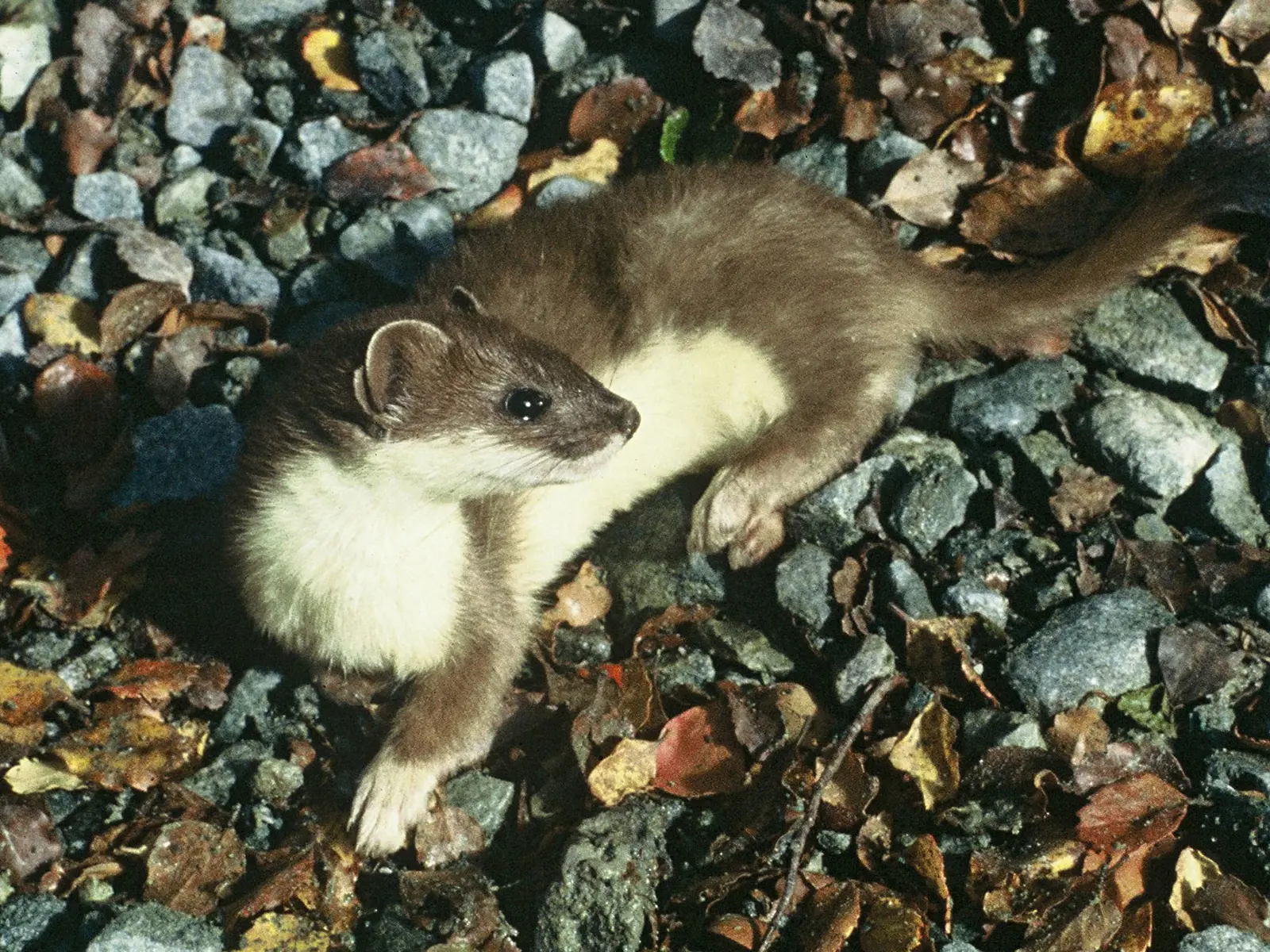 Stoats