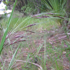 chilean needle grass