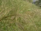 close up of stout bamboo grass