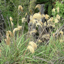 himalayan fairy grass