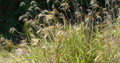 himalayan fairy grass