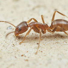 argentine ant