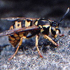 wasps