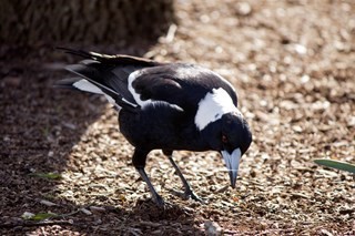 magpie