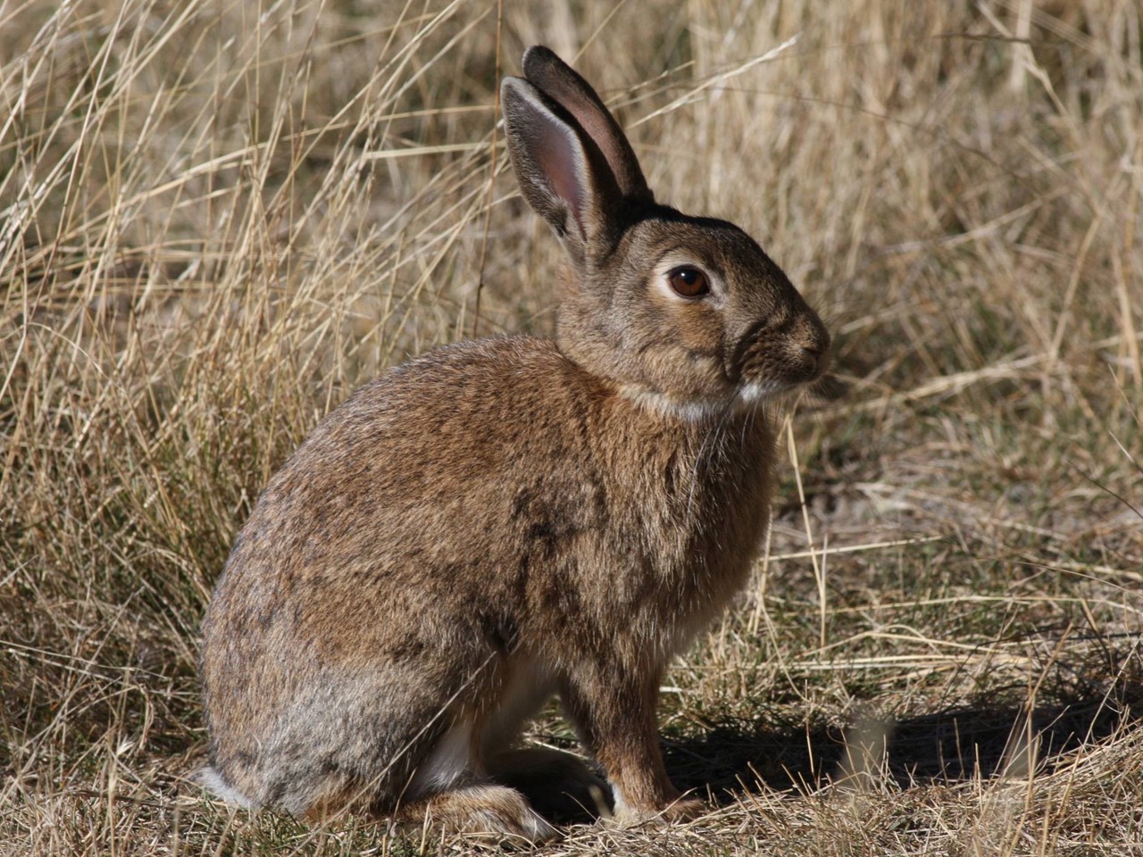 Wild Michigan Rabbits Wild rabbits