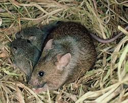 Wild mice