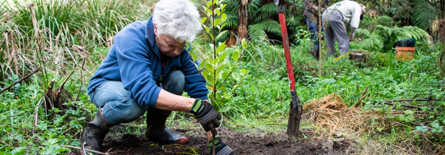volunteer planting