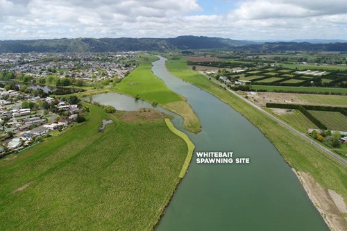 whitebait spawning