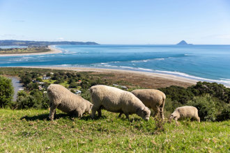 sheep on a hill