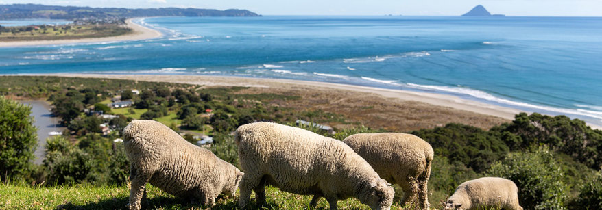 sheep on a hill