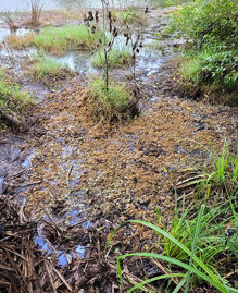 salvinia