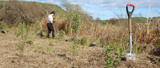 spade and planting