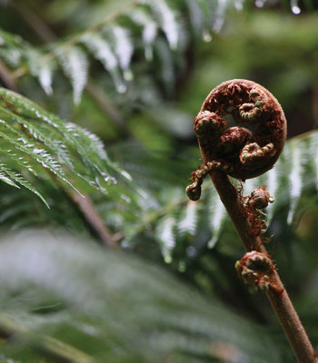 Māori Initiatives Fund He Ara Taituarā Fund Supporting initiatives that build tangata whenua capability and capacity to participate in Council decision-makin...