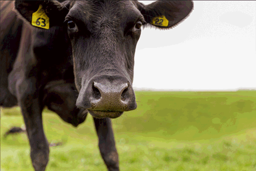 Dairy cow