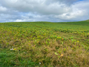Winter field with crops