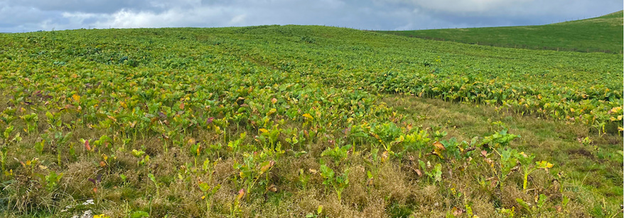 Winter field with crops