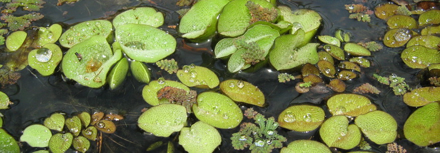 salvinia